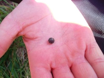 Mini-Beast Hunt...and Biodiversity/Gardening