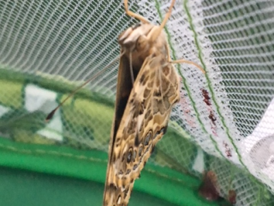 Our Butterfly Project - Celebrating the arrival of our first butterflies!