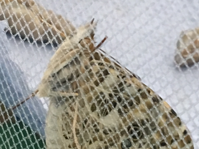 Our Butterfly Project - Celebrating the arrival of our first butterflies!