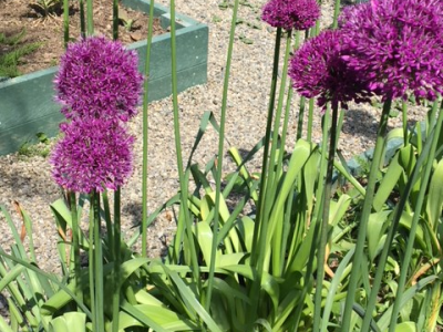 Gardening / Biodiversity