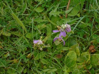 Dry grassland habitat in SST grounds
