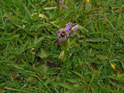 Dry grassland habitat in SST grounds