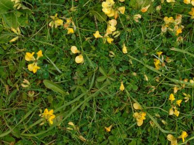 Dry grassland habitat in SST grounds