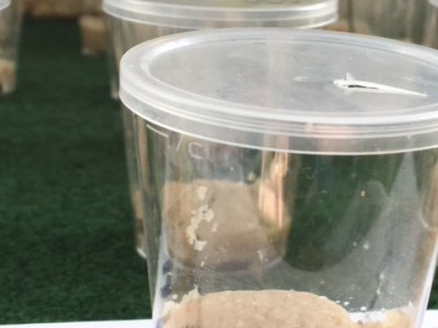 Our Butterfly Project