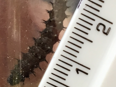 Butterfly Project - Update