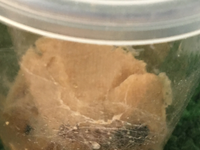 Butterfly Project - Update