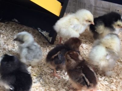 Chicks