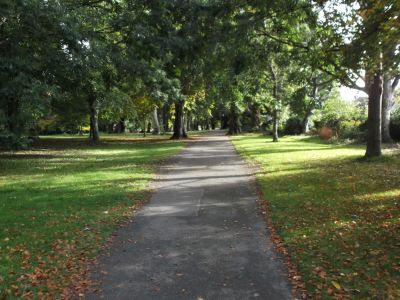 Lá na gCrann – National Tree Day- 8th October Lá na gCrann – National Tree Day- 8th October