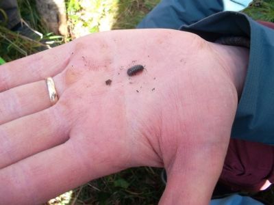 Mini-Beast Hunt...and Biodiversity/Gardening