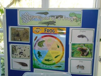 Our frog project - lots happening! Our frog project - lots happening!