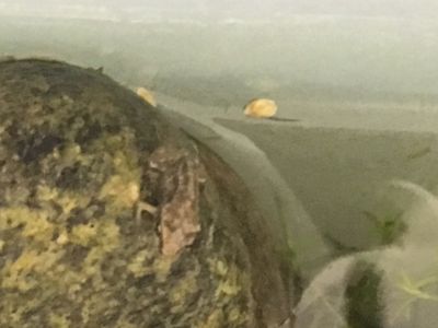 Frogs...thinking about graduating from SST!