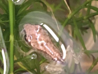 A frog that is ready for off!