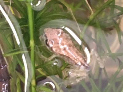 A frog that is ready for off!