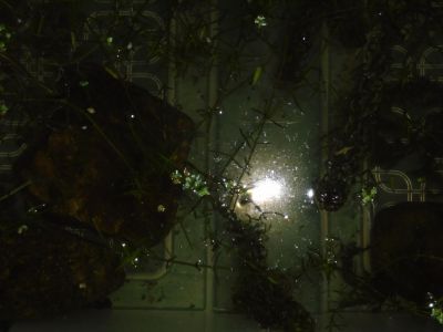 Frogspawn, tadpoles, pond water.... Frogspawn, tadpoles, pond water....