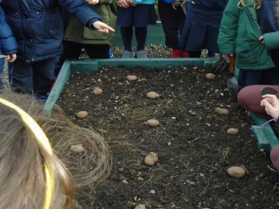 Gardening - Senior Infants Gardening - Senior Infants