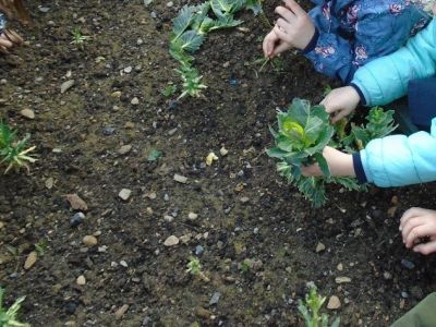 Gardening - Senior Infants Gardening - Senior Infants