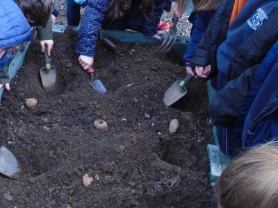 Gardening - Senior Infants Gardening - Senior Infants