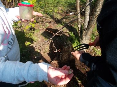 Mini-Beast Hunt...and Biodiversity/Gardening