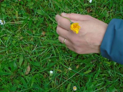 Dry grassland habitat in SST grounds