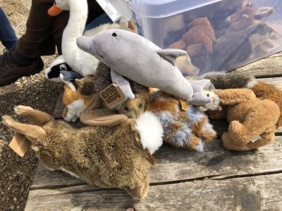 Wildlife 