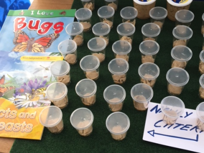 Our Butterfly Project