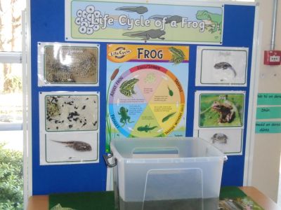 The Life Cycle of the Frog The Life Cycle of the Frog