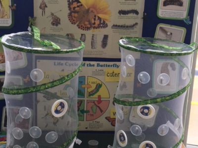 Our Butterfly Project 