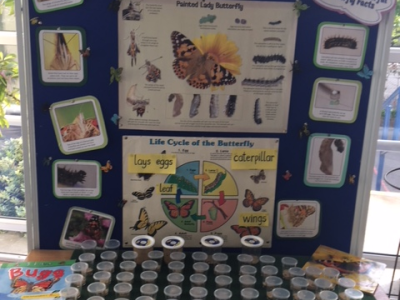Our Butterfly Project