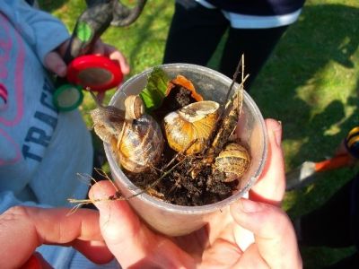 Mini-Beast Hunt...and Biodiversity/Gardening