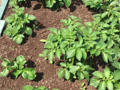 Gardening / Biodiversity