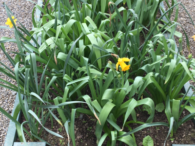 Gardening