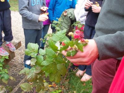 Gardening / Biodiversity - a glimpse at some of our work this year Gardening / Biodiversity - a glimpse at some of our work this year