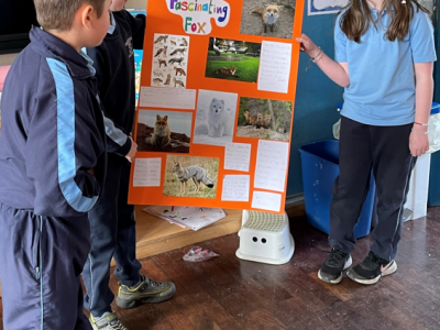 Animal Projects