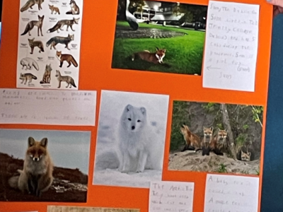 Animal Projects