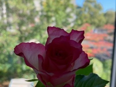 The Feast of St Thérèse