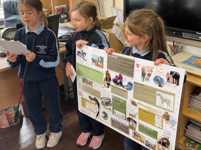 Animal Projects