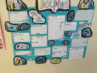 Animal Projects