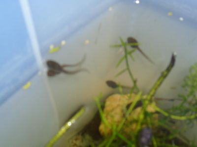 Our frog project - lots happening! Our frog project - lots happening!