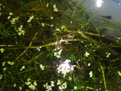 Our frog project - lots happening! Our frog project - lots happening!