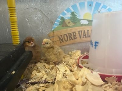 Chicks