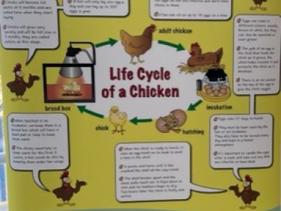 Chicks