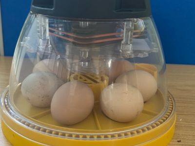 Chicks