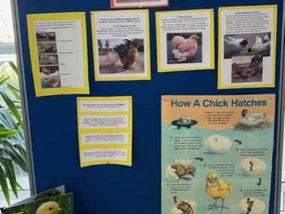Chicks