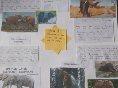 Animal Projects