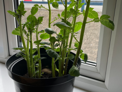 Green Fingers 