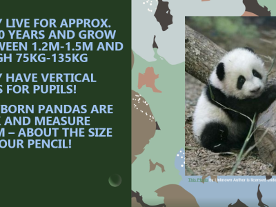 Animal Projects