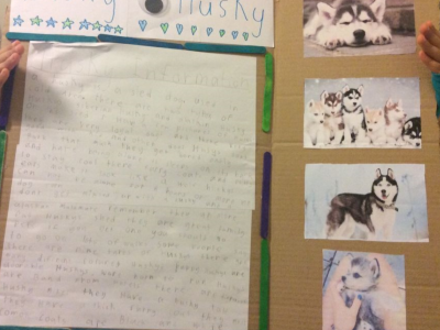 Animal Projects