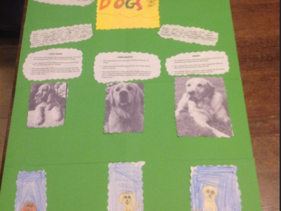 Animal Projects