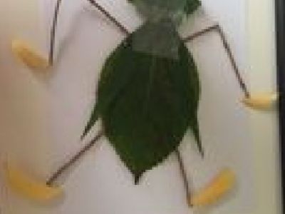 Nature Week