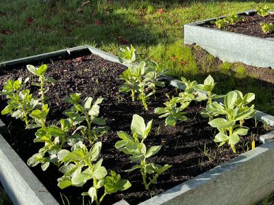 Outdoor Garden November 22 